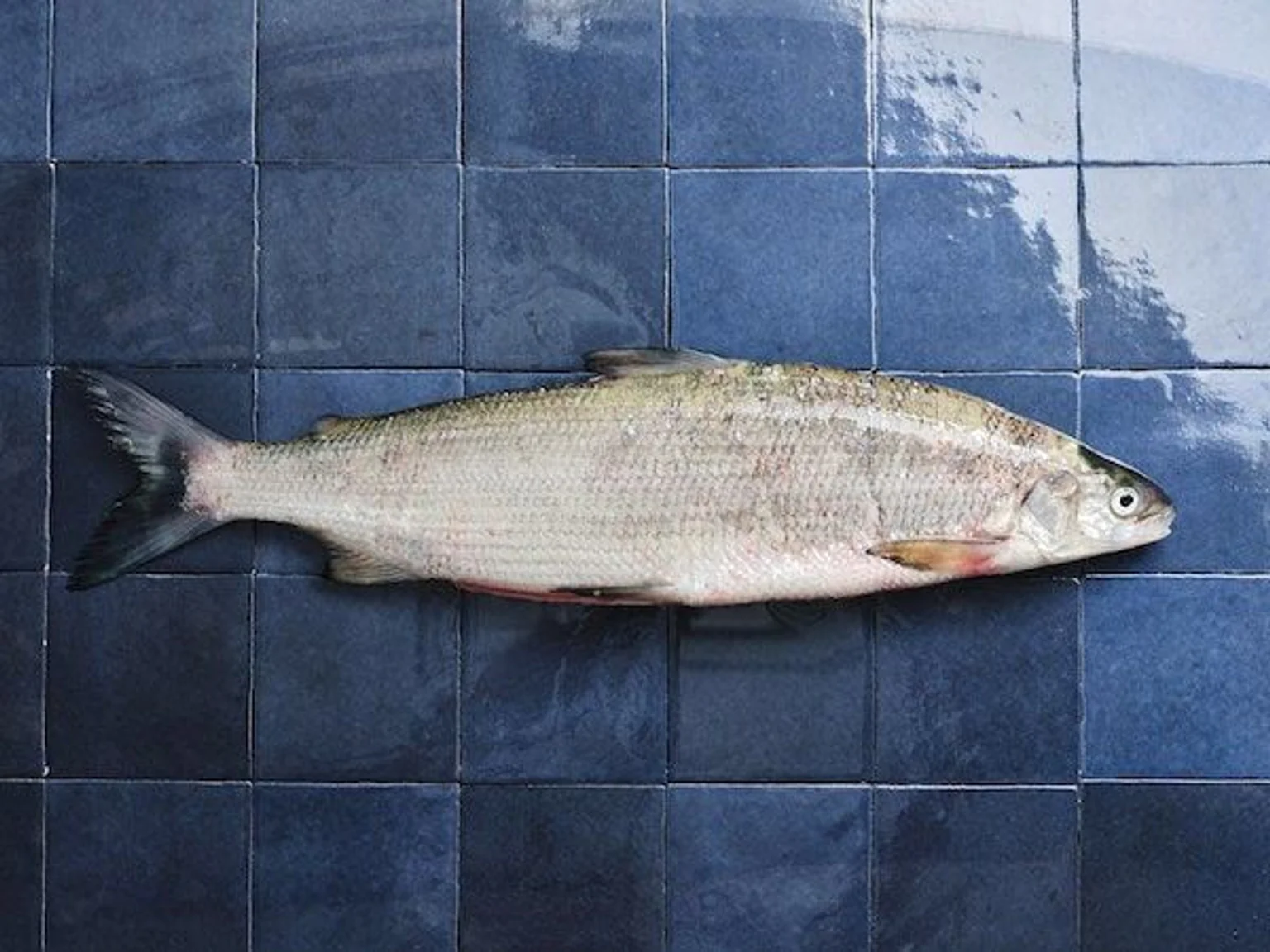 La féra est de retour, on croise les nageoires pour de belles pêches dès le printemps !